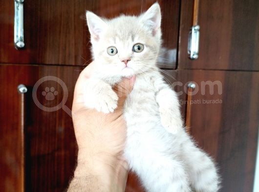 British Shorthair Yavruları