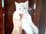 British Shorthair Yavruları