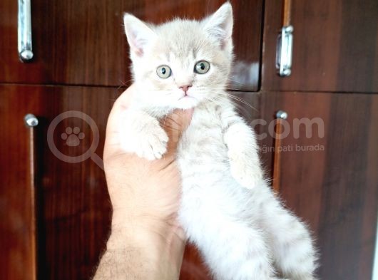British Shorthair Yavruları görsel