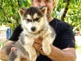 Malamut Alaska Kurdu