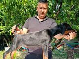 Doberman Yavrularimiz