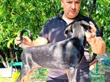 Doberman Yavrularimiz