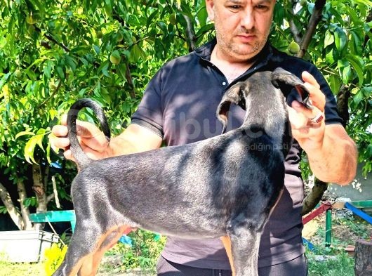 Doberman Yavrularimiz görsel