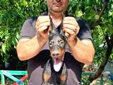 Doberman Yavrularimiz