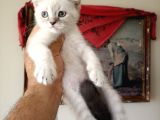 British Shorthair Yavruları