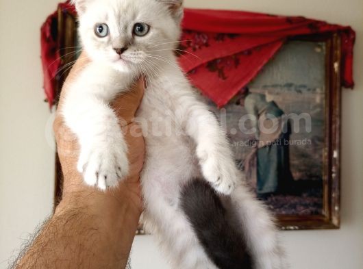British Shorthair Yavruları görsel