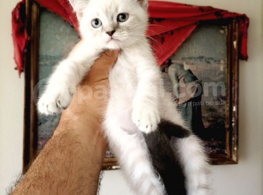 British Shorthair Yavruları