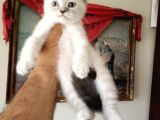 British Shorthair Yavruları