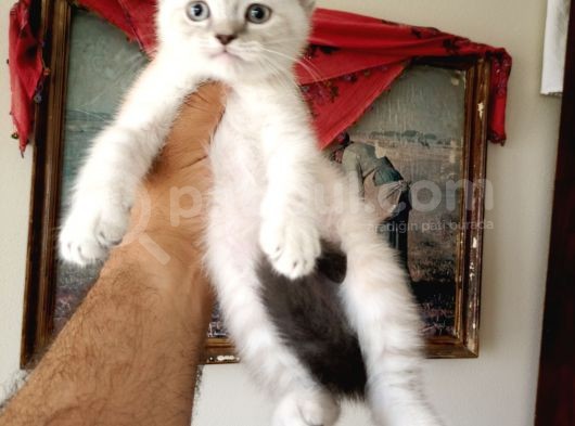 British Shorthair Yavruları görsel