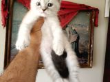 British Shorthair Yavruları