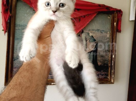 British Shorthair Yavruları görsel