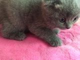 Scottish Fold Ve Scottish Straight Yavru Sahiplendirilecektir