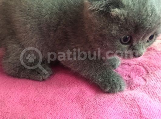Scottish Fold Ve Scottish Straight Yavru Sahiplendirilecektir