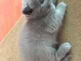 Scottish Fold Ve Scottish Straight Yavru Sahiplendirilecektir