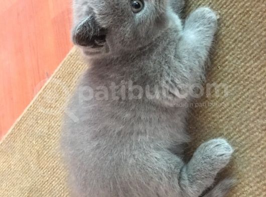 Scottish Fold Ve Scottish Straight Yavru Sahiplendirilecektir görsel