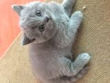 Scottish Fold Ve Scottish Straight Yavru Sahiplendirilecektir