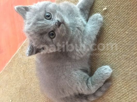 Scottish Fold Ve Scottish Straight Yavru Sahiplendirilecektir görsel