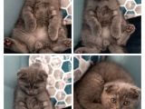 Mi̇ni̇k Aslan Duman Scotti̇sh Fold