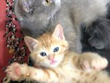 Sağlıklı Tombul Saf Kan Yavru British Shorthair Sahiplendirilecektir