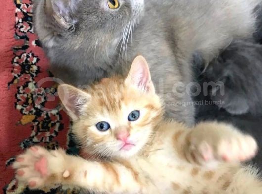 Sağlıklı Tombul Saf Kan Yavru British Shorthair Sahiplendirilecektir görsel
