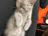 Sağlıklı Tombul Saf Kan Yavru British Shorthair Sahiplendirilecektir