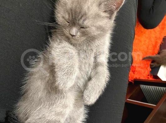Sağlıklı Tombul Saf Kan Yavru British Shorthair Sahiplendirilecektir görsel