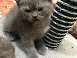 Sağlıklı Tombul Saf Kan Yavru British Shorthair Sahiplendirilecektir