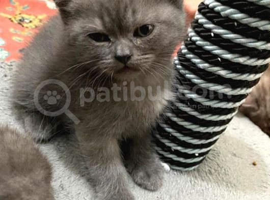 Sağlıklı Tombul Saf Kan Yavru British Shorthair Sahiplendirilecektir görsel