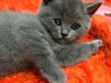 Sağlıklı Tombul Saf Kan Yavru British Shorthair Sahiplendirilecektir