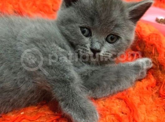Sağlıklı Tombul Saf Kan Yavru British Shorthair Sahiplendirilecektir görsel