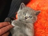Sağlıklı Tombul Saf Kan Yavru British Shorthair Sahiplendirilecektir