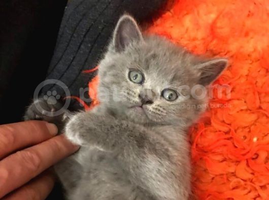 Sağlıklı Tombul Saf Kan Yavru British Shorthair Sahiplendirilecektir görsel