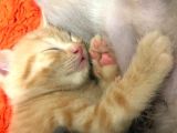 Sağlıklı Tombul Saf Kan Yavru British Shorthair Sahiplendirilecektir