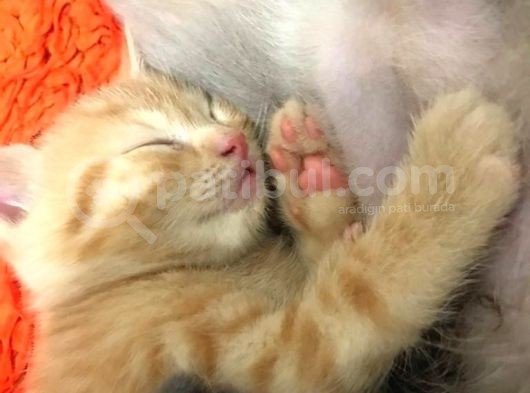 Sağlıklı Tombul Saf Kan Yavru British Shorthair Sahiplendirilecektir görsel
