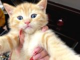 Sağlıklı Tombul Saf Kan Yavru British Shorthair Sahiplendirilecektir