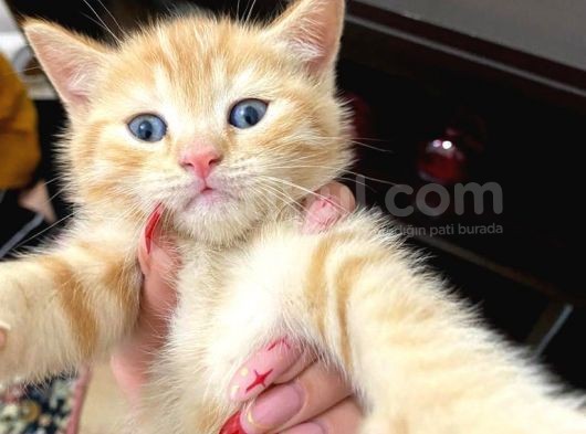 Sağlıklı Tombul Saf Kan Yavru British Shorthair Sahiplendirilecektir görsel