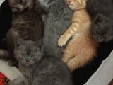 Sağlıklı Tombul Saf Kan Yavru British Shorthair Sahiplendirilecektir