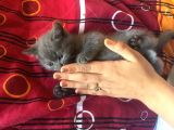 Sağlıklı tombul saf kan yavru british shorthair sahiplendirilecektir