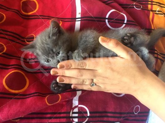 Sağlıklı Tombul Saf Kan Yavru British Shorthair Sahiplendirilecektir
