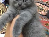 Sağlıklı Tombul Saf Kan Yavru British Shorthair Sahiplendirilecektir