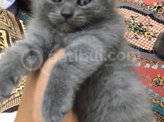 Sağlıklı Tombul Saf Kan Yavru British Shorthair Sahiplendirilecektir görsel