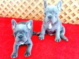 Blue Quad French Bulldog Yavrular İzmi̇r