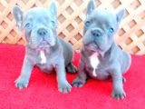 Blue Quad French Bulldog Yavrular İzmi̇r
