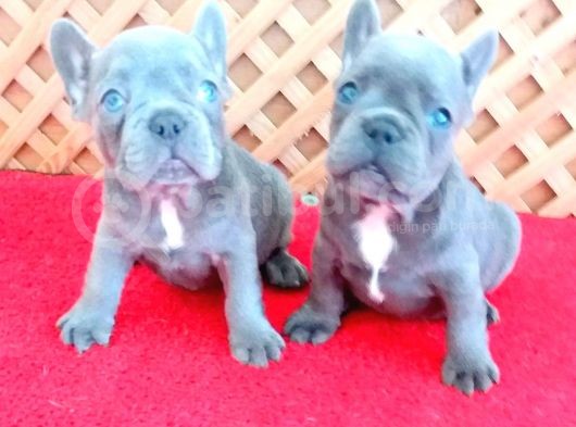 Blue Quad French Bulldog Yavrular İzmi̇r