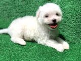 Bembeyaz Orji̇nal Maltese Yavrulari
