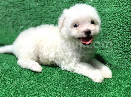 Bembeyaz Orji̇nal Maltese Yavrulari görsel