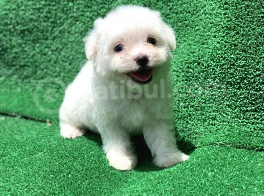 Bembeyaz Orji̇nal Maltese Yavrulari