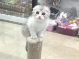 Bi Color Scottish Fold Dişi Ve Erkek Yavrular
