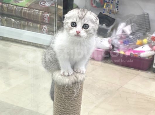 Bi Color Scottish Fold Dişi Ve Erkek Yavrular görsel