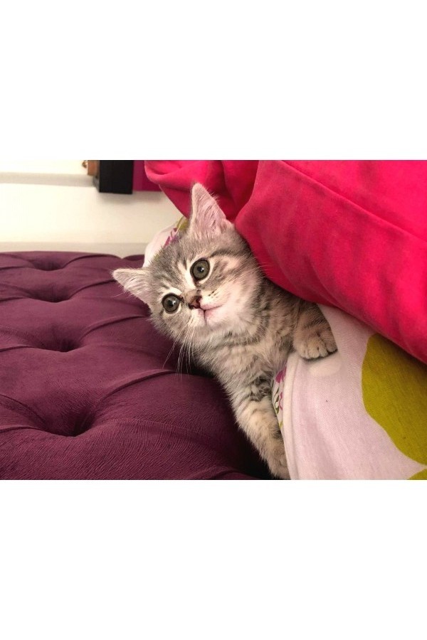 British Shorthair 2 Aylık Yavrumuz